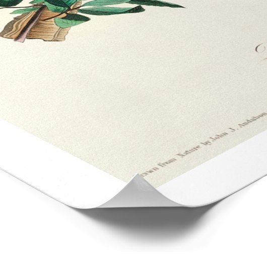 Bewick's Wren par Audubon Poster (Coin)