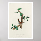 Bewick's Wren par Audubon Poster (Devant)