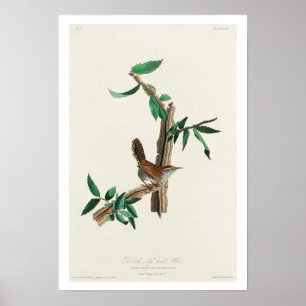 Bewick's Wren par Audubon Poster