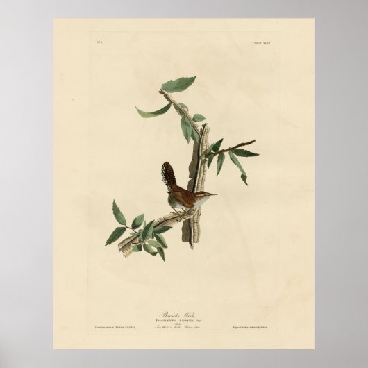 Bewick's Wren van Audubon's Birds of America Poster (Voorkant)