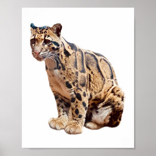 bewolkte luipaard foto jungle grote kat dier   poster