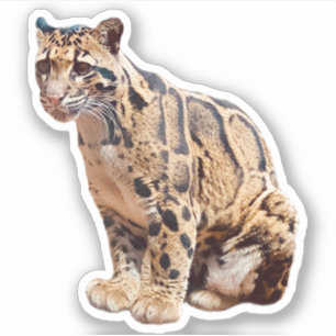 bewolkte luipaard foto natuur natuurleven exotisch sticker