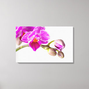 Bezaubernde Orchide - Glücksgefühle frei Haus! Canvas Afdruk