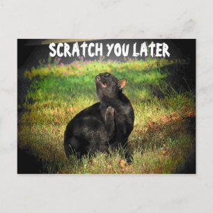 Bezig Juist Meow? Scratch je later Briefkaart