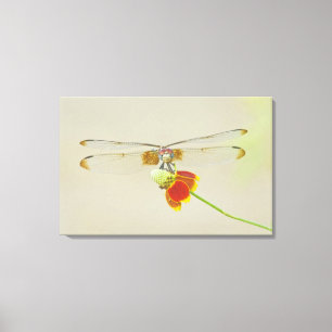 Bezig met instellen (Dythemis fugax) op Mexicaans Canvas Afdruk