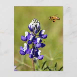 Bezige Bee die een Wilde Lupin Bloem overweegt Briefkaart