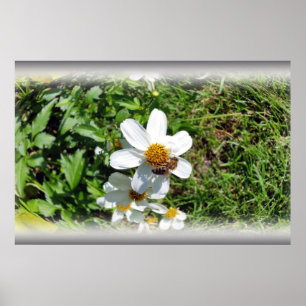 bezige bijen op witte bloem poster