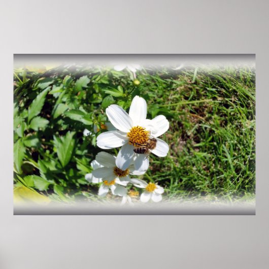 bezige bijen op witte bloem poster (Voorkant)
