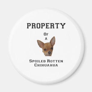 Bezit van een Spoiled Rotten Chihuahua Magneet