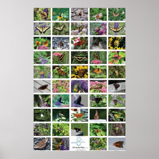 bfly_50_poster poster (Voorkant)