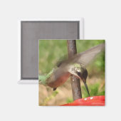 BG : Aimant aux colibris (Recto/Verso)