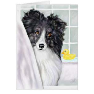 Bi Black Sheltie Bath