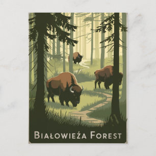 Bialowieza Forest Polen vintage Briefkaart