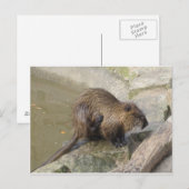 Biber Briefkaart (Voorkant / Achterkant)