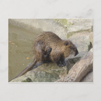 Biber Briefkaart