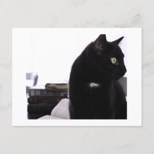Bibles et impression de carte postale de chat noir