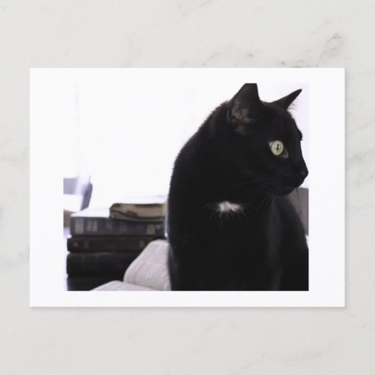 Bibles et impression de carte postale de chat noir (Devant)