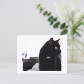 Bibles et impression de carte postale de chat noir (Debout devant)