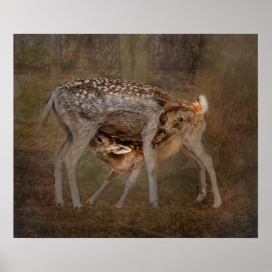 Biche et Faon, Affiche de photo allaitement (Devant)