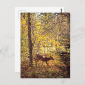 Biche - Parc national du Mont-Tremblant Briefkaart (Voorkant / Achterkant)