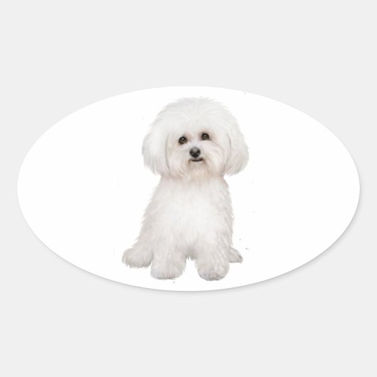 Bichon (B) Ovale Sticker (Voorkant)