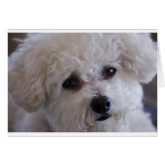 Bichon close