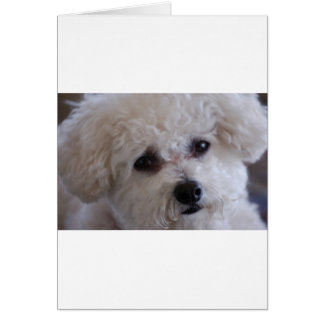 Bichon close
