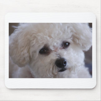 Bichon close muismat