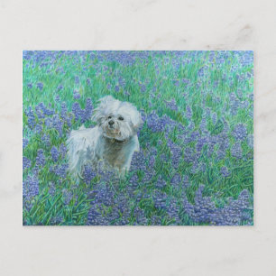 Bichon dans la carte postale Blueonnets