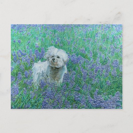Bichon dans la carte postale Blueonnets (Devant)