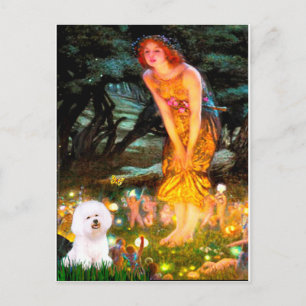 Bichon Frise 1 - Midzomernacht Briefkaart