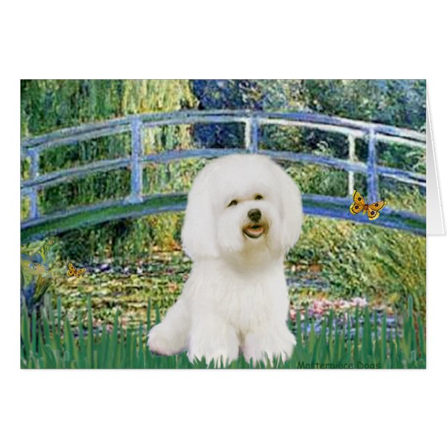 Bichon Frise 1 - Pont (Devant horizontal)