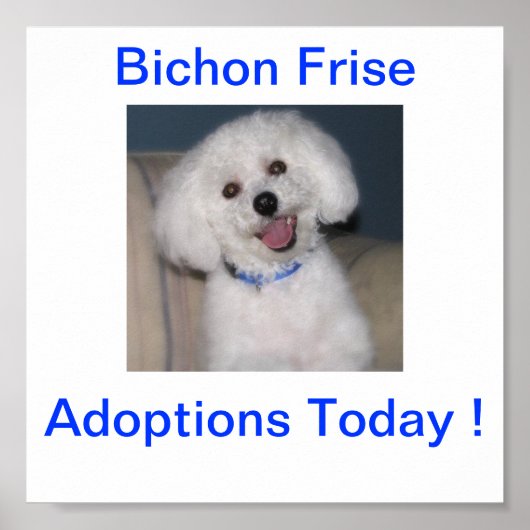 Bichon Frise Adoption Today Sign Poster (Voorkant)