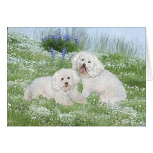 Bichon Frise Bluebonnets