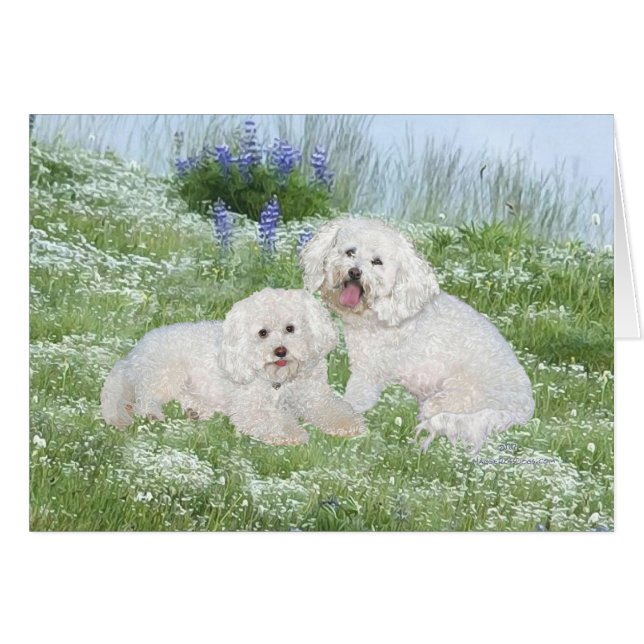 Bichon Frise Bluebonnets (Devant horizontal)
