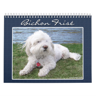 Bichon Frisé Calendar Kalender