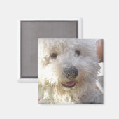 Bichon Frise Carré Magnet (Recto/Verso)