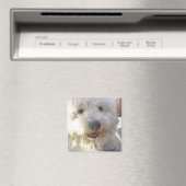 Bichon Frise Carré Magnet (In Situ (Lave-vaisselle))
