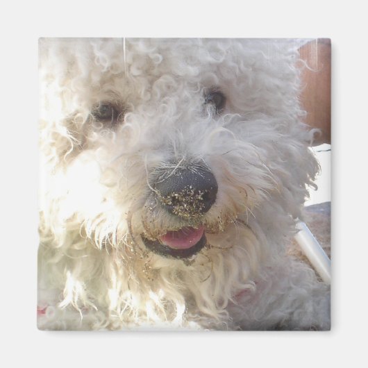 Bichon Frise Carré Magnet (Devant)