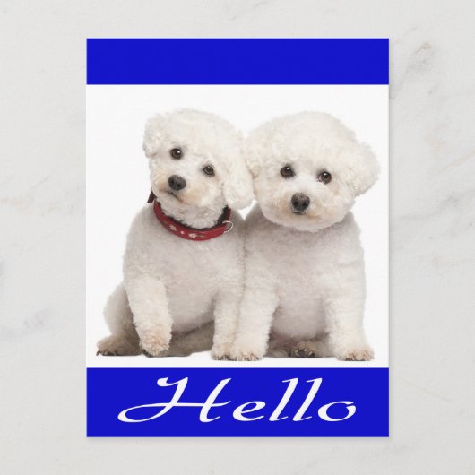 Bichon Frise Chien Chien Chien Bonjour Carte de po (Devant)