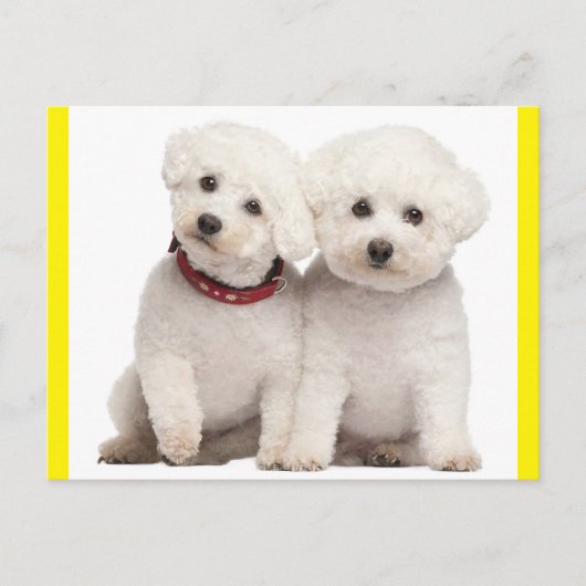 Bichon Frise Chien Chien Chien Vierge Carte postal (Devant)