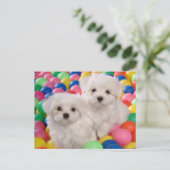 Bichon Frise Chien Chien Chien Vierge Carte postal (Debout devant)