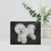 Bichon Frise Chien Chien Noir Carte de poste de vo (Debout devant)