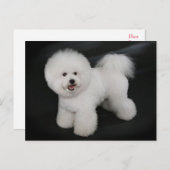 Bichon Frise Chien Chien Noir Carte de poste de vo (Devant / Derrière)