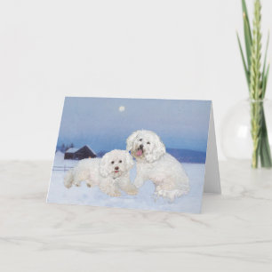 Bichon Frise Decemberavond Feestdagen Kaart