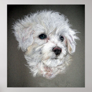 Bichon Frise Dog Portret Poster afdrukken