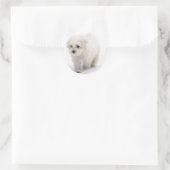 Bichon Frise Foto Stickers (Tas)