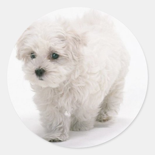 Bichon Frise Foto Stickers (Voorkant)
