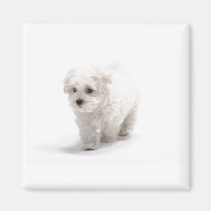 Bichon Frise fotomagneet Magneet
