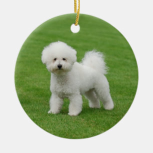 Bichon Frise Keramisch Ornament